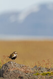 Image. European Golden Plover