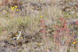 Image. European Golden Plover
