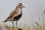 Image. European Golden Plover