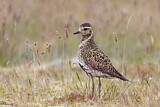 Image. European Golden Plover