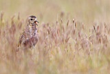 Image. European Golden Plover