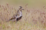 Image. European Golden Plover