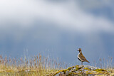 Image. European Golden Plover