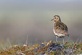 Image. European Golden Plover