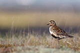 Image. European Golden Plover