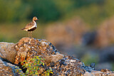 Image. European Golden Plover