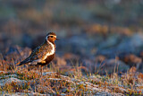 Image. European Golden Plover