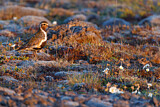 Image. European Golden Plover