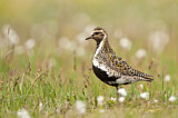 Image. European Golden Plover