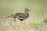Image. European Golden Plover