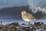 Image. European Golden Plover