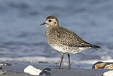 Image. European Golden Plover