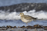 Image. European Golden Plover