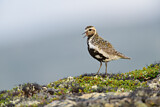Image. European Golden Plover