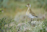 Image. European Golden Plover