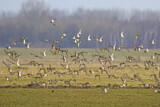 Image. European Golden Plover