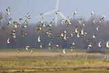 Image. European Golden Plover