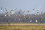 Image. European Golden Plover