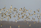 Image. European Golden Plover
