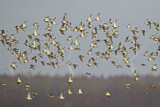 Image. European Golden Plover
