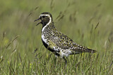 Image. European Golden Plover