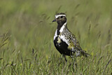 Image. European Golden Plover