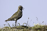 Image. European Golden Plover