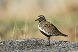 Image. European Golden Plover
