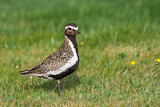 Image. European Golden Plover