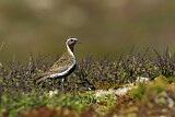 Image. European Golden Plover