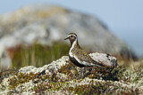 Image. European Golden Plover