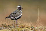 Image. European Golden Plover