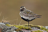 Image. European Golden Plover