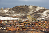 Image. European Golden Plover