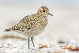 Image. European Golden Plover