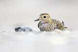 Image. European Golden Plover