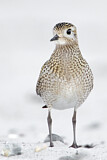 Image. European Golden Plover