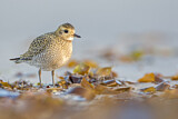 Image. European Golden Plover