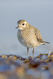 Image. European Golden Plover