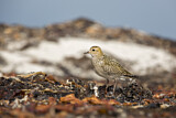 Image. European Golden Plover