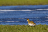 Image. European Golden Plover