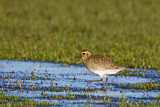 Image. European Golden Plover