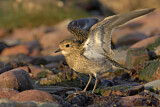 Image. European Golden Plover