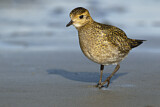 Image. European Golden Plover