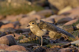 Image. European Golden Plover