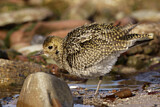 Image. European Golden Plover