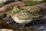 Image. European Golden Plover