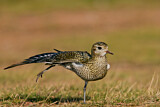 Image. European Golden Plover