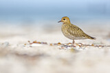Image. European Golden Plover