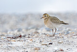 Image. European Golden Plover